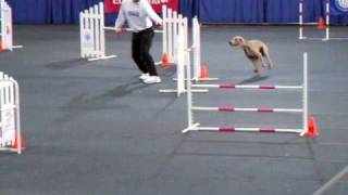 Weimaraner at the AKC Agility Invitational 2008 [upl. by Emlin]