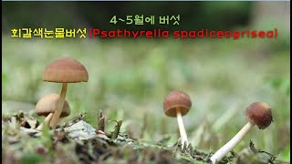 회갈색눈물버섯 Psathyrella spadiceogrisea [upl. by Rayna]