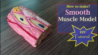 How to make Smooth Muscle model [upl. by Tanney]