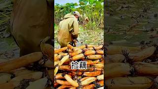 Lotus root harvesting [upl. by Kizzie]