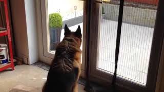 German Shepherd Extremely Barking 5 [upl. by Dang]