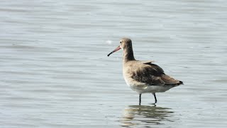 林邊鄉的黑尾鷸Black tailed Godwit （2024 02 04） [upl. by Hctub]