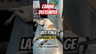 Canine Distemper Last Stage Surviving Dog [upl. by Nnyleve]