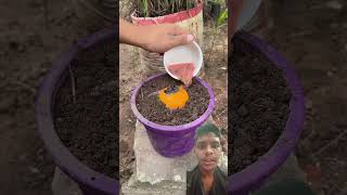 Best to Grow Orange Tree amp Increase Your Tropical Fruit Harvest shorts satisfying [upl. by Zetroc]