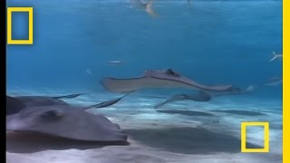 Stingray  National Geographic [upl. by Iphlgenia208]