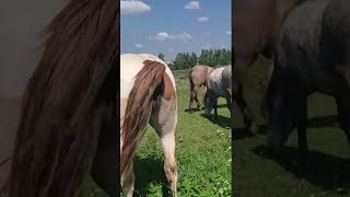 Stallion went for a walk in a herd of mares । Beautiful Horses [upl. by Clementas]