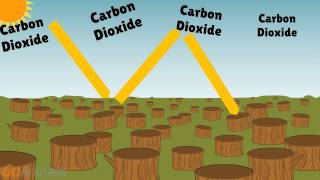 Deforestation Effects on Climate [upl. by Jorgenson733]