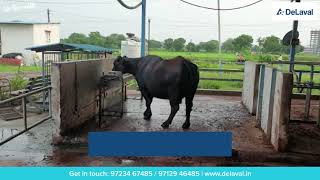 DeLaval Buffalo Milking Parlour [upl. by Caplan]