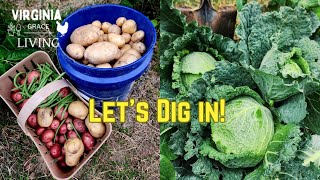 These Potato and Cabbage Varieties Did Great  Seasons Favorites Cabbage and Potatoes Zone 7B VA [upl. by Margaretha]