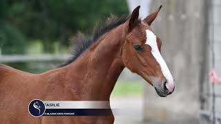 OLY FAIRLIE URICAS VD KATEVENNEN x QLASSIC BOIS MARGOT [upl. by Johppah]