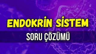 ENDOKRİN SİSTEM SORU ÇÖZÜMÜ l Seda Hoca Biyoloji ayt2024 [upl. by Aiynat]