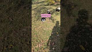 Doole puppies playing sheepadoodle puppy desmoinesiowa [upl. by Stanleigh912]