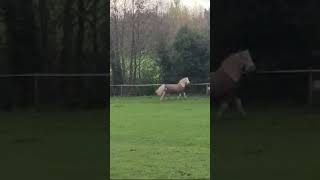 Dressage pony 😂😂 [upl. by Ajit326]