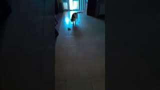 Cat scooting and playing with toy Short Video cat [upl. by Keir172]