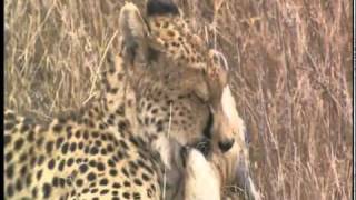 Serengeti National Park  Tanzania  Part 1 [upl. by Abbottson]