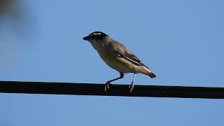 Striated Pardalote Maryborough Qld [upl. by Enneirda]