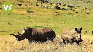 Das Nashorn  Die Jagd nach dem wertvollen Horn Tierdokumentation in HD [upl. by Jenica]