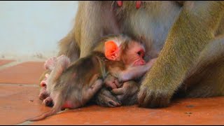 Congratulations To Luna On Giving Birth To A Beautiful New Baby 250624 monkey cute monkey [upl. by Idet]