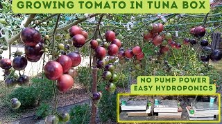 Growing Hydroponic Tomato Kratky Method  How To Grow Hydroponic Tomatoes  Hydroponics [upl. by Noland786]