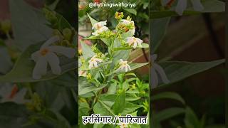 Night flowering jasmine plant  हरसिंगार  पारिजात  Harsingar Flower plant  Parijat Flower shorts [upl. by Ardrey]