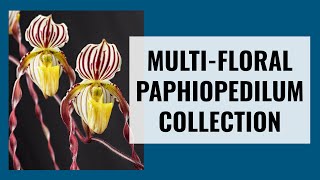 Paphiopedilum Orchids with Multiple Flowers  How I Take Care of MultiFloral Slipper Orchids [upl. by Currie618]