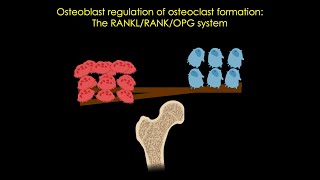 The RANKLRANKOPG system in bone [upl. by Ailefo210]