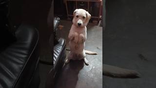 funnyvideo amazing doglover trending pets [upl. by Noyar]