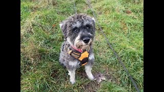 Molly  1 Year Old Schnoodle  4 Weeks Residential Dog Training [upl. by Rehotsirk816]