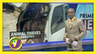 Praedial Thieves Arrested in St Ann Jamaica [upl. by Earahc]