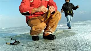 Utah lake ice fishing white bass [upl. by Ynotna]