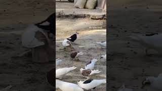 White aasmani high flyer kabutar status 🕊🔥💫  attitude pigeon video kabutar pigeon video [upl. by Lim892]