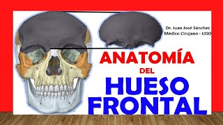 🥇 HUESO FRONTAL Anatomía Fácil Rápido y Sencillo [upl. by Karlise361]