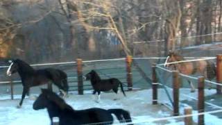 Coming out of the New Barn Clydesdales and Percheron Thoroughbred Cross [upl. by Lertram]