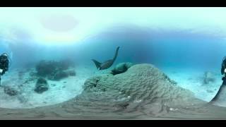 Manta Rays encounter on the Great Barrier Reef [upl. by Tiff]