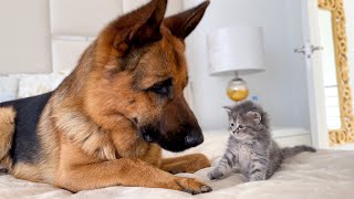 German Shepherd Meets New Kitten for the First Time [upl. by Ydnor95]