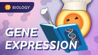 How Genes Express Themselves Crash Course Biology 36 [upl. by Migeon]