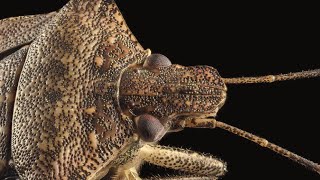 Brown Marmorated Stink Bug [upl. by Tali590]