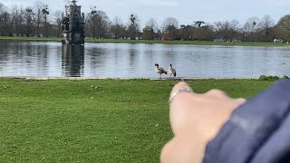 Exploring bushy park in England UK  VLOG [upl. by Kurr]