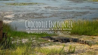 Crocodile encounter at St Marks [upl. by Ronnica]