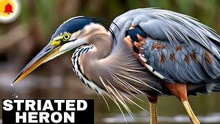 Striated Heron  jungle ki zindagi [upl. by Cornie]