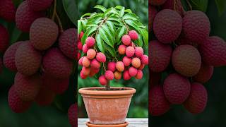 🌿The Absolute Best Way to Grow Your Litchi Tree at Home litchi gardening [upl. by Eliot783]