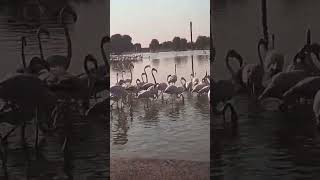 Beautiful Flamingoes😍Zebus Vlogs in UAE familyvlog entertainment dubai lovelake travel [upl. by Gilligan]