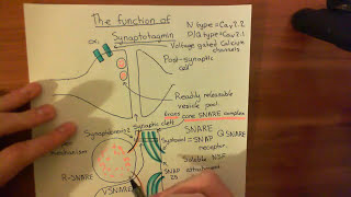 Synaptotagmin Part 3 [upl. by Ahsinyar]