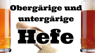 Obergärige und untergärige Hefe [upl. by Noleta]