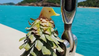 Antigua Snorkeling at Boons ReefParadise Reef Part 1 [upl. by Myer]