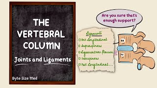 The vertebral column  Joints and Ligaments  The skeletal system  Osteology  Anatomy Doodles [upl. by Jezabella]