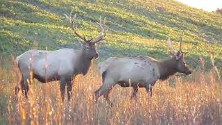 Fifteen Minutes in the Forest Elk in Virginia [upl. by Riane]