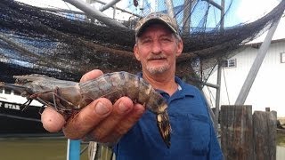 Tiger shrimp invade Louisiana waters [upl. by Niela]