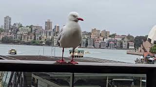 La Gaviota Plateada Australiana con la mejor Vista del Puerto de Sydney [upl. by Azpurua90]