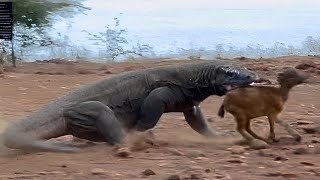 Komodo dragon attacks small Baby Goat 😱 [upl. by Diaz896]